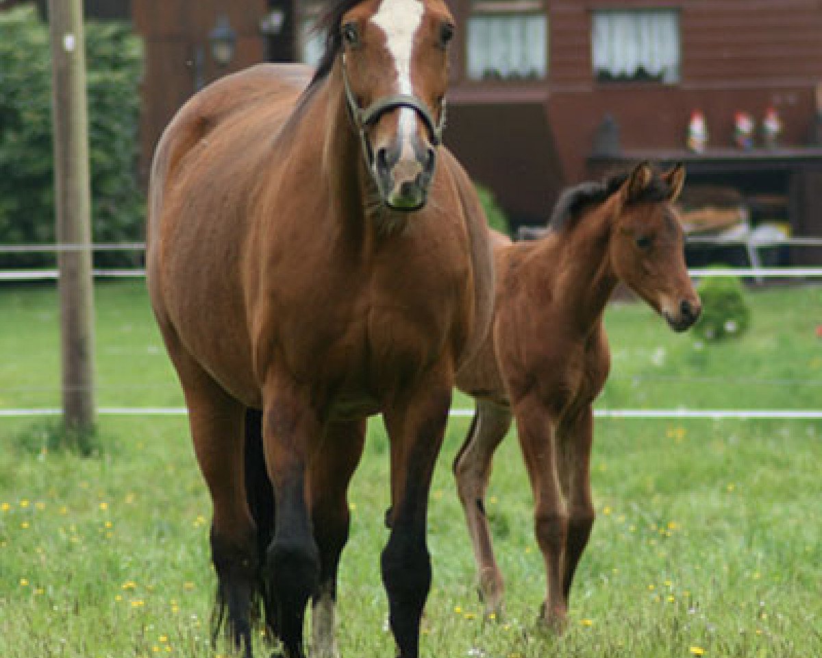 broodmare Fesche Deern (Westphalian, 1994, from Ferragamo)
