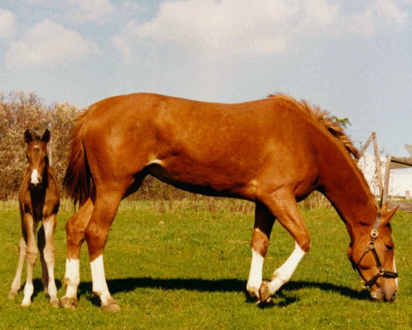 broodmare Gavina (Westphalian, 1990, from General I)