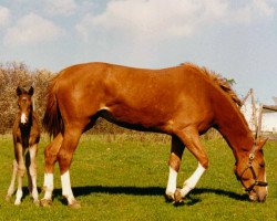 broodmare Gavina (Westphalian, 1990, from General I)