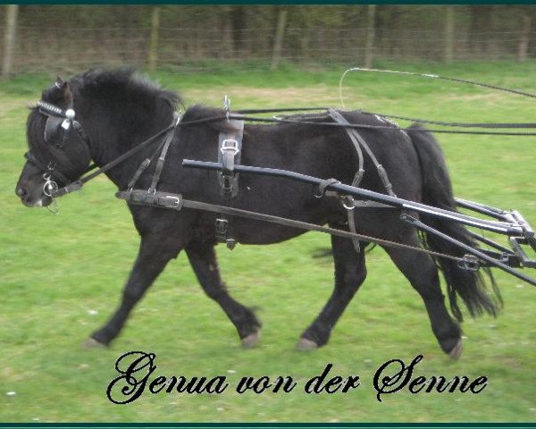 Deckhengst Genua v.d.Senne (Shetland Pony, 2006, von Gringo)