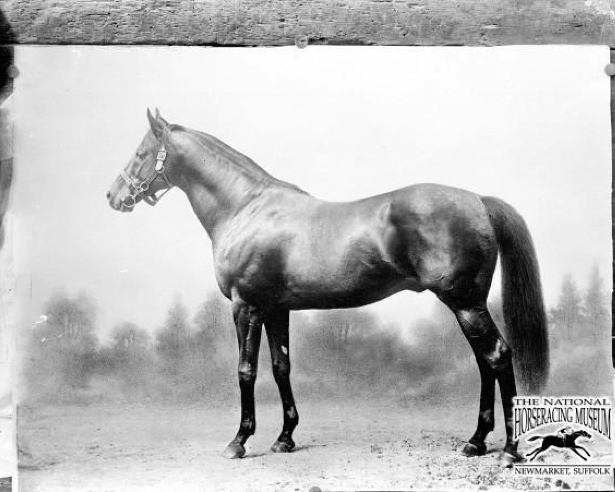 Deckhengst Ayrshire xx (Englisches Vollblut, 1885, von Hampton xx)