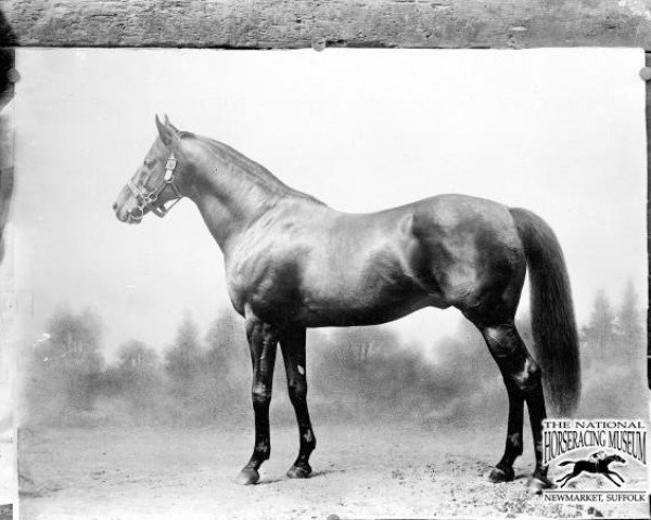 stallion Ayrshire xx (Thoroughbred, 1885, from Hampton xx)