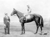 stallion April The Fifth xx (Thoroughbred, 1929, from Craig an Eran xx)
