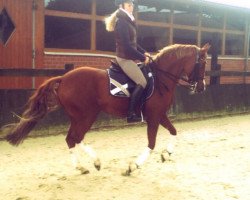 dressage horse Diamond Queen 8 (German Riding Pony, 2005, from Diamond Boy)