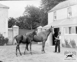 broodmare Admiration xx (Thoroughbred, 1892, from Saraband xx)