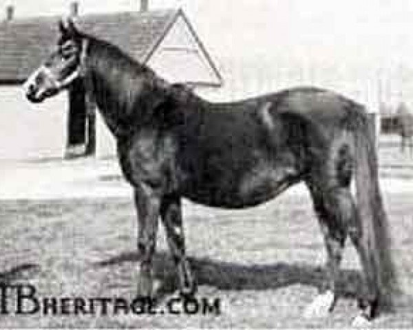 broodmare Gas xx (Thoroughbred, 1892, from Ayrshire xx)
