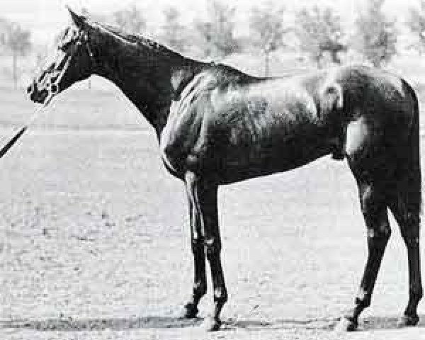 stallion Bushey Park xx (Thoroughbred, 1889, from Hampton xx)