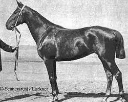 broodmare Uraka (Trakehner, 1887, from Chamant xx)