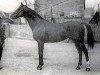 stallion Clamart xx (Thoroughbred, 1888, from Saumur xx)