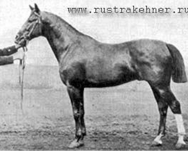 stallion Fanfarro (Trakehner, 1885, from Friponnier xx)