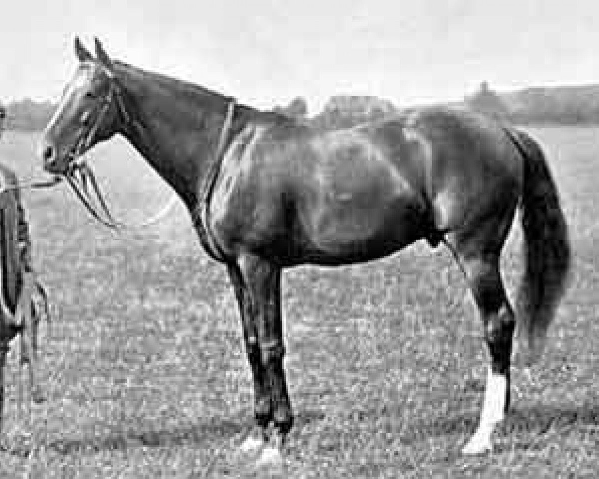 stallion Carbine xx (Thoroughbred, 1885, from Musket xx)