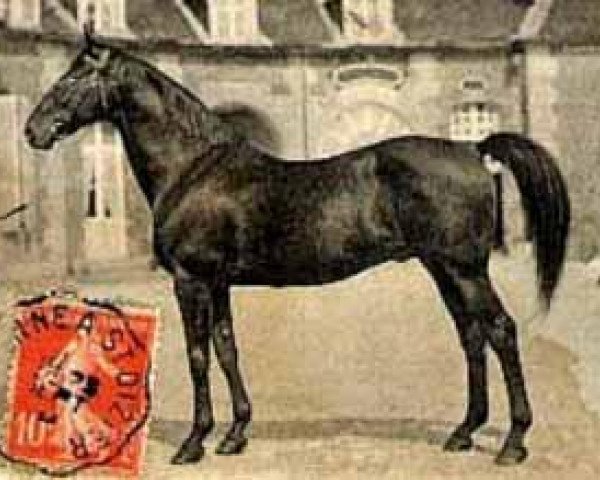 stallion Krakatoa xx (Thoroughbred, 1884, from Thunderbolt xx)