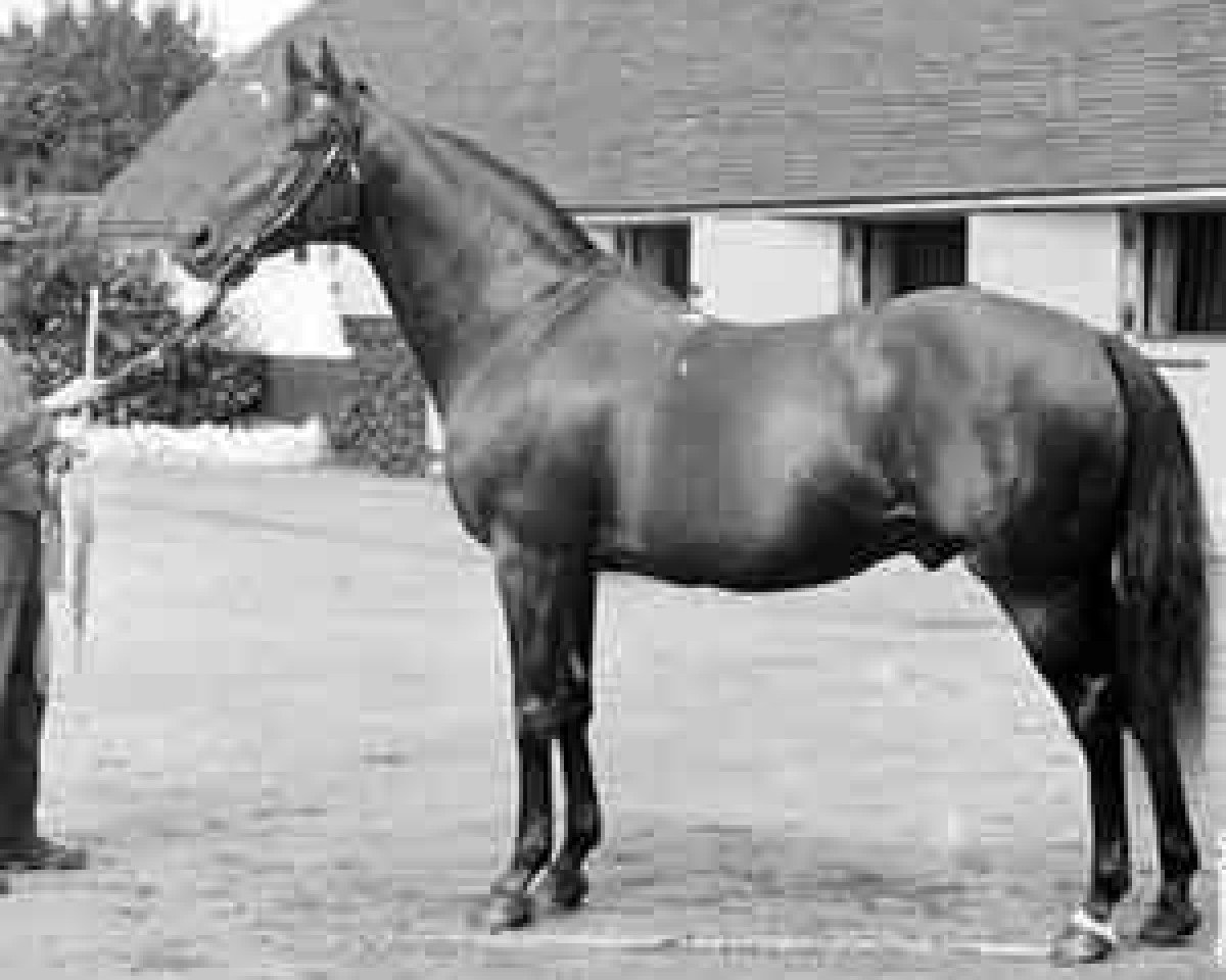 Deckhengst Melton xx (Englisches Vollblut, 1882, von Master Kildare xx)