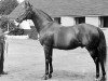 stallion Melton xx (Thoroughbred, 1882, from Master Kildare xx)