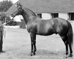 stallion Melton xx (Thoroughbred, 1882, from Master Kildare xx)