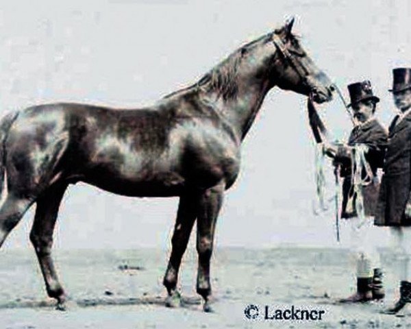 horse Optimus (Trakehner, 1880, from Odoardo)