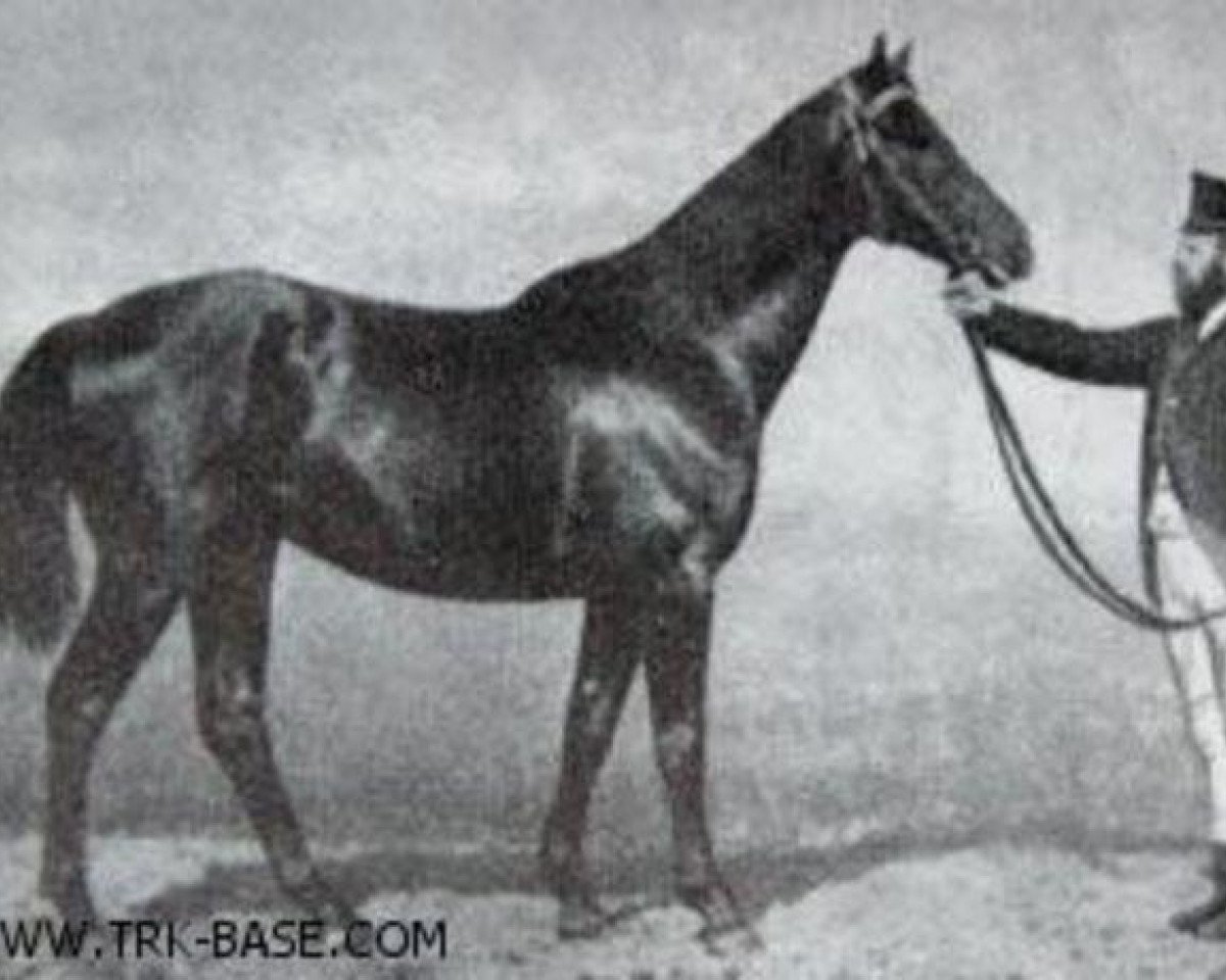 stallion Passvan (Trakehner, 1881, from Flügel)