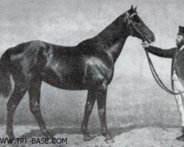 horse Passvan (Trakehner, 1881, from Flügel)