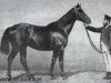 stallion Passvan (Trakehner, 1881, from Flügel)