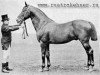 stallion Elfenbein (Trakehner, 1879, from Marsworth xx)