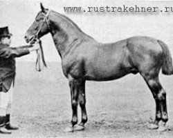 Deckhengst Elfenbein (Trakehner, 1879, von Marsworth xx)