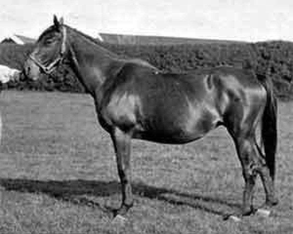 broodmare Palmflower xx (Thoroughbred, 1874, from The Palmer xx)