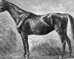 broodmare Das Veilchen xx (Thoroughbred, 1868, from Cavendish xx)