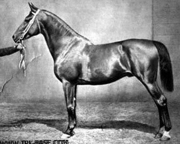 stallion Odoardo (Trakehner, 1870, from The Wizard xx)