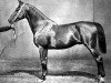 stallion Odoardo (Trakehner, 1870, from The Wizard xx)