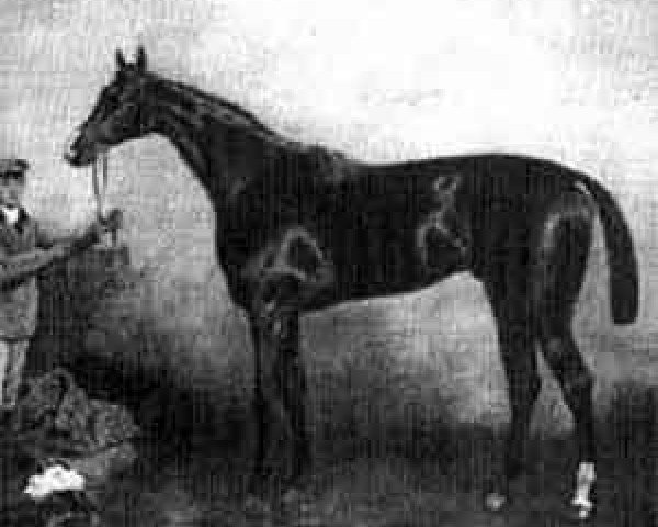 stallion Adonis xx (Thoroughbred, 1867, from Grimston xx)