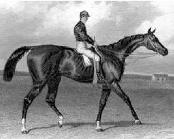 stallion Lord Lyon xx (Thoroughbred, 1863, from Stockwell xx)