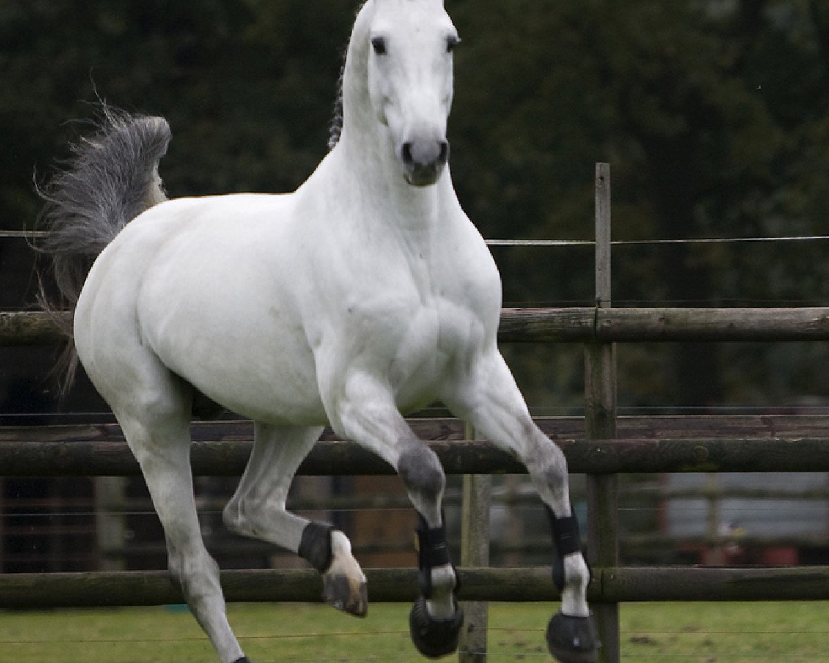 stallion Tjungske (KWPN (Royal Dutch Sporthorse), 2000, from Carthago)