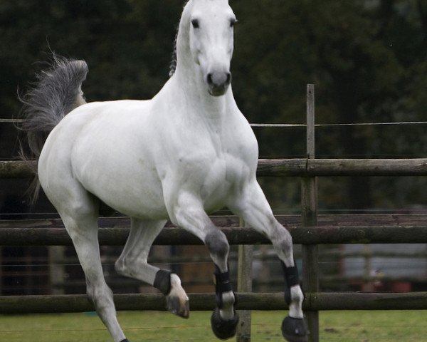 stallion Tjungske (Dutch Warmblood, 2000, from Carthago)