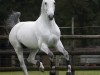 stallion Tjungske (KWPN (Royal Dutch Sporthorse), 2000, from Carthago)
