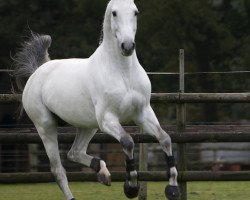 stallion Tjungske (KWPN (Royal Dutch Sporthorse), 2000, from Carthago)