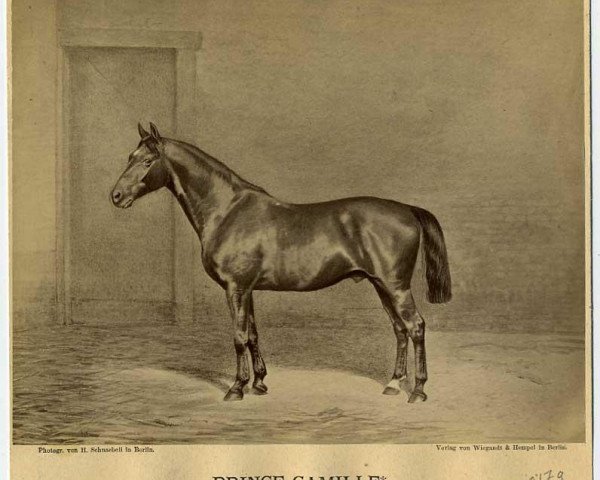stallion Prince Camille xx (Thoroughbred, 1864, from The Black Prince xx)