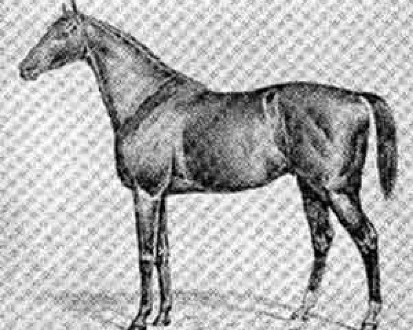 stallion Elimar (Trakehner, 1860, from Thunderclap)