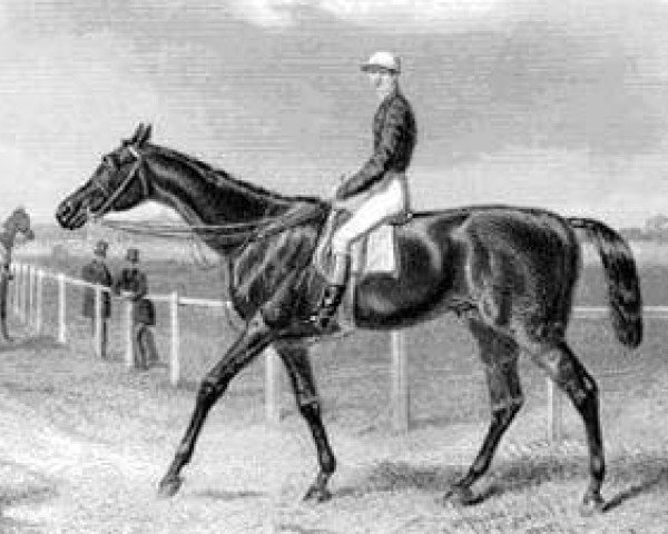 stallion The Marquis xx (Thoroughbred, 1859, from Stockwell xx)