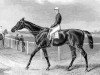 stallion The Marquis xx (Thoroughbred, 1859, from Stockwell xx)