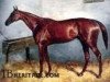 stallion Thunderbolt xx (Thoroughbred, 1857, from Stockwell xx)