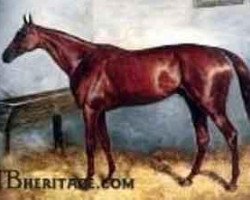 stallion Thunderbolt xx (Thoroughbred, 1857, from Stockwell xx)