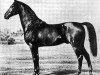 stallion Inspector AA (Anglo-Arabs, 1853, from Ganges AA)