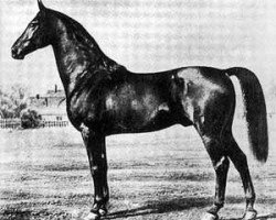 stallion Inspector AA (Anglo-Arabs, 1853, from Ganges AA)