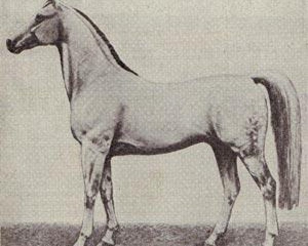 stallion Gallant (Trakehner, 1852, from Young Zarif ox)