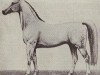 Deckhengst Gallant (Trakehner, 1852, von Young Zarif ox)