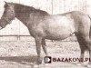 broodmare Liszka 13 G Ol (Konik, 1947, from Gordyj)