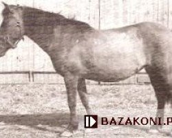 broodmare Liszka 13 G Ol (Konik, 1947, from Gordyj)