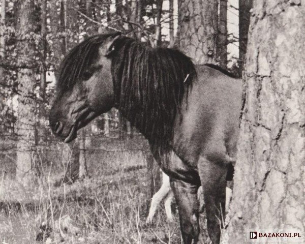 stallion Gordyj (Konik, 1944, from Goraj)