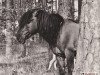 stallion Gordyj (Konik, 1944, from Goraj)