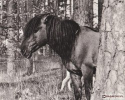 Deckhengst Gordyj (Konik, 1944, von Goraj)